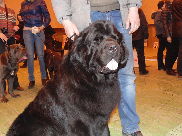 Фото: ньюфаундленд Дар Свезы Сии Энд Эдмире