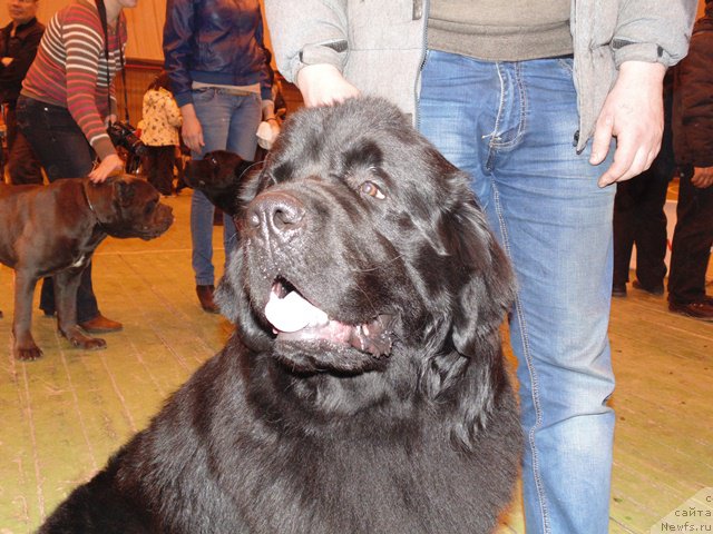 Фото: ньюфаундленд Дар Свезы Сии Энд Эдмире