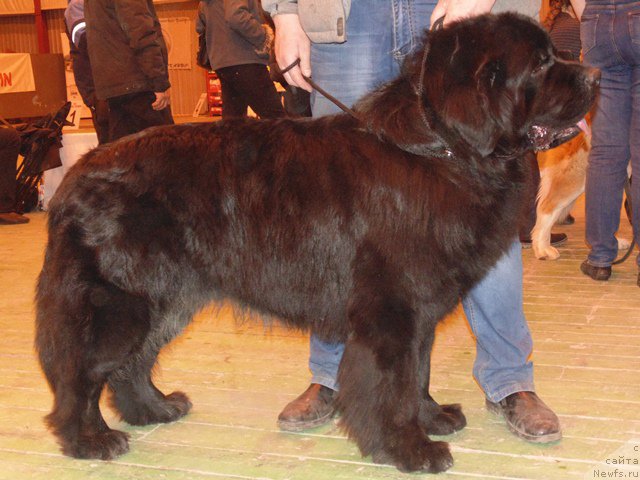 Фото: ньюфаундленд Дар Свезы Сии Энд Эдмире