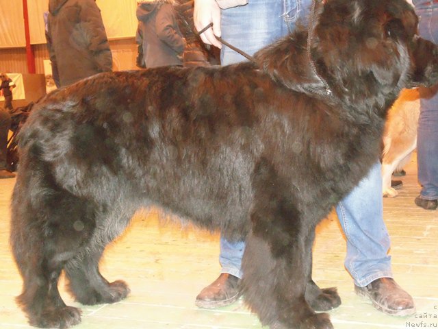 Фото: ньюфаундленд Дар Свезы Сии Энд Эдмире