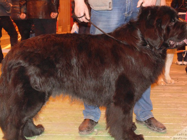 Фото: ньюфаундленд Дар Свезы Сии Энд Эдмире