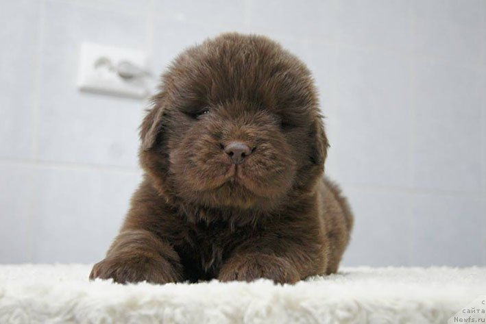 Фото: ньюфаундленд Ерошка с Берега Дона (Eroshka s Berega Dona)