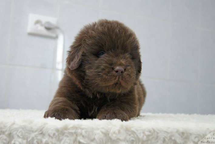 Фото: ньюфаундленд Ерошка с Берега Дона (Eroshka s Berega Dona)