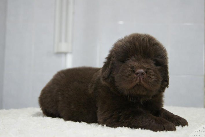 Фото: ньюфаундленд Ерошка с Берега Дона (Eroshka s Berega Dona)