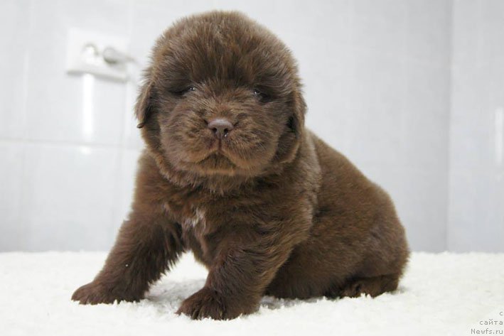 Фото: ньюфаундленд Ерошка с Берега Дона (Eroshka s Berega Dona)