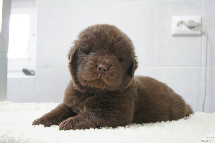 Фото: ньюфаундленд Ерошка с Берега Дона (Eroshka s Berega Dona)