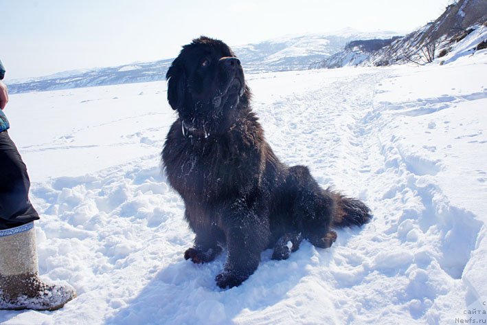 Фото: ньюфаундленд Честолюбивая Чик с Берега Дона (Chistolybivaya Chic s Berega Dona)