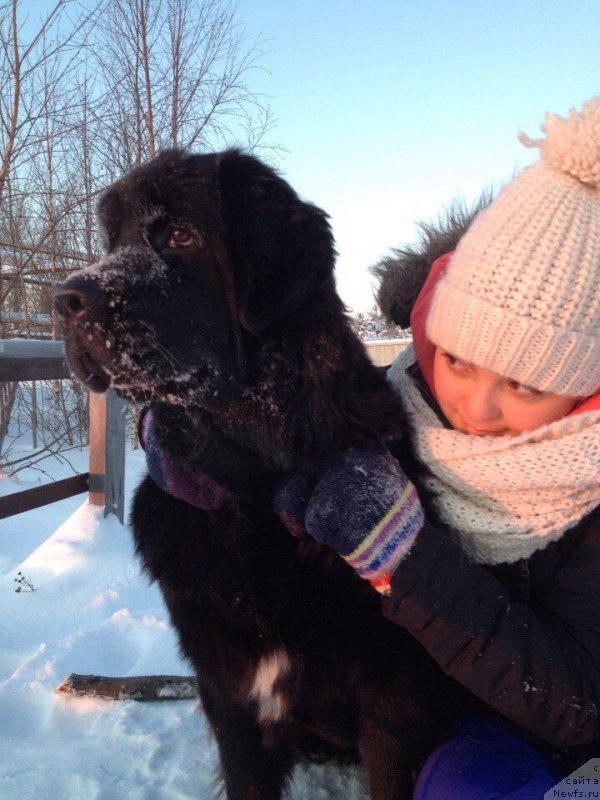 Фото: Плюшевая Панда Антоника, ньюфаундленд Плюшевая Панда Антоника (Plushevaya Panda Antonika)