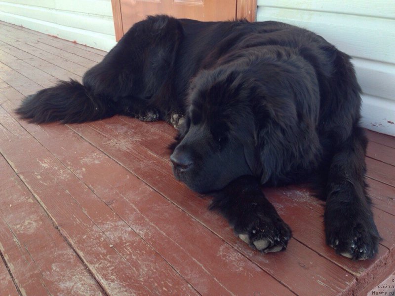Фото: ньюфаундленд Плюшевая Панда Антоника (Plushevaya Panda Antonika)