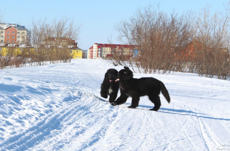 Фото: ньюфаундленд Люк Скайвокер, ньюфаундленд Леди Фортуна