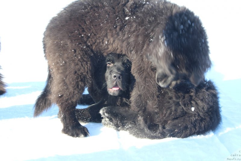 Фото: ньюфаундленд Люк Скайвокер, ньюфаундленд Леди Фортуна