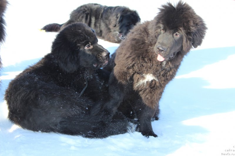 Фото: ньюфаундленд Люк Скайвокер, ньюфаундленд Леди Фортуна