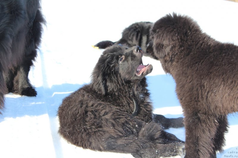 Фото: ньюфаундленд Люк Скайвокер, ньюфаундленд Леди Фортуна