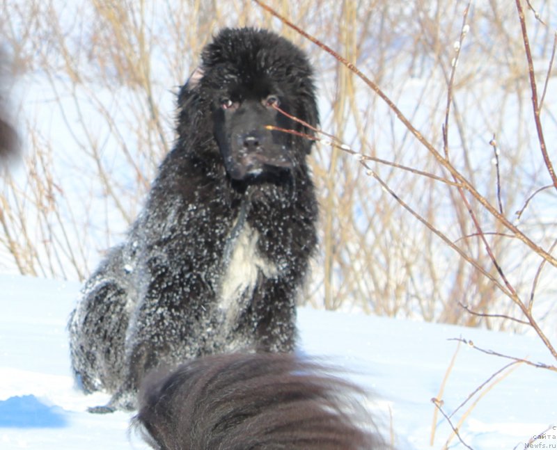 Фото: ньюфаундленд Люк Скайвокер