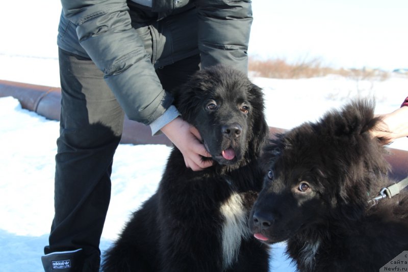 Фото: ньюфаундленд Люк Скайвокер, ньюфаундленд Леди Фортуна