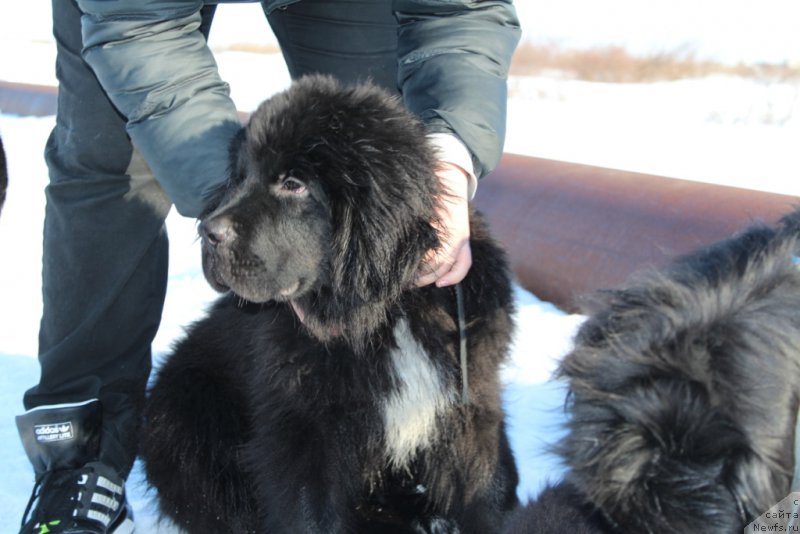 Фото: ньюфаундленд Люк Скайвокер