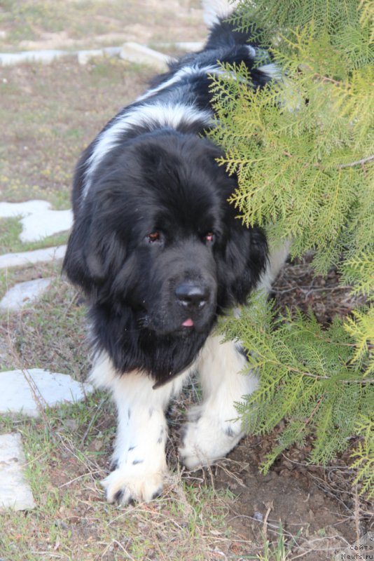 Фотография № 178747