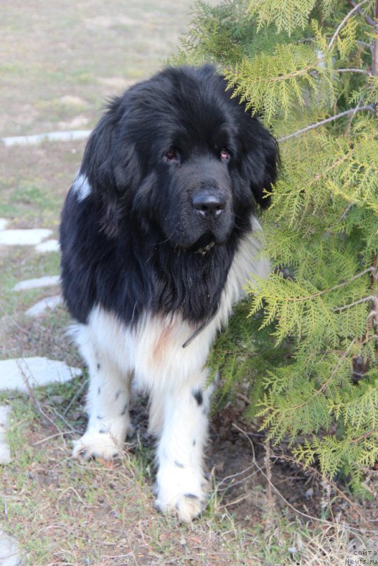 Фото: ньюфаундленд Аквиан Сонг Марио