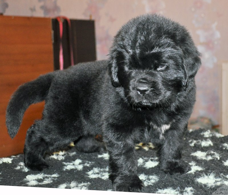 Фото: ньюфаундленд Бегущая по Волнам Шадэ Колор оф Лифе (Beguschaya po Volnam Shade Color of Life)