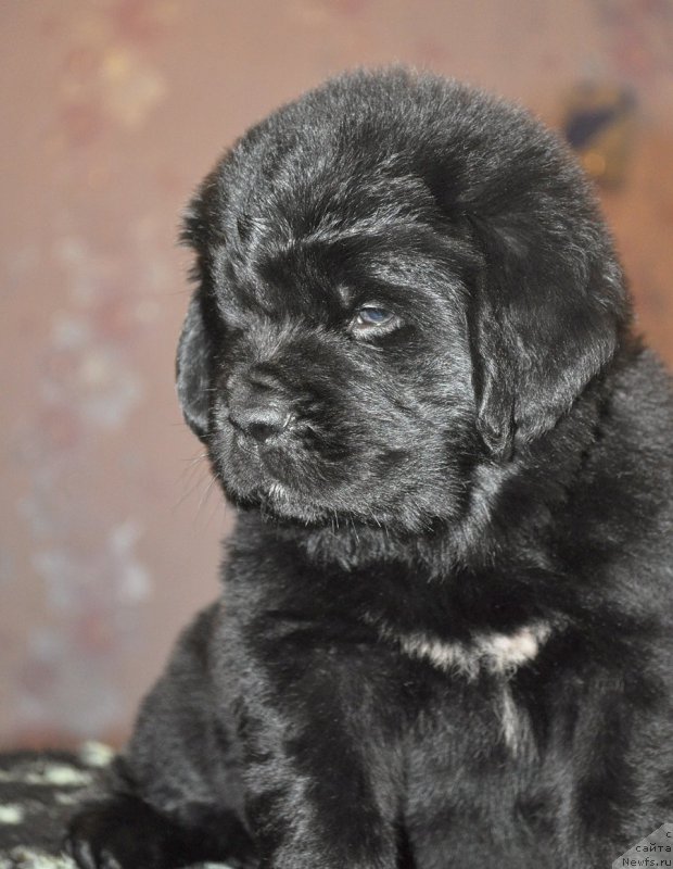 Фото: ньюфаундленд Бегущая по Волнам Шадэ Колор оф Лифе (Beguschaya po Volnam Shade Color of Life)