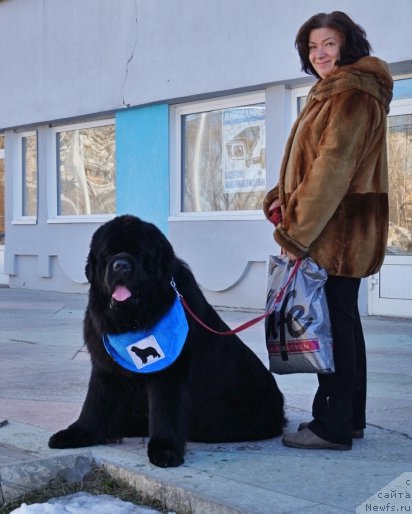 Фото: ньюфаундленд Радомир из Племени Кедра