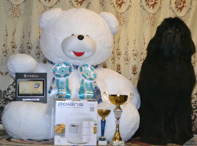 Фото: ньюфаундленд Симбад Покоритель Морей