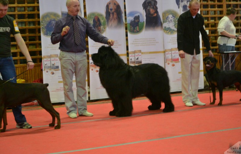 Фото: ньюфаундленд Симбад Покоритель Морей, Алексей Вотчал