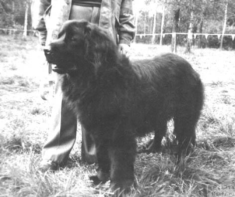 Фото: ньюфаундленд Ил Ют Уарда