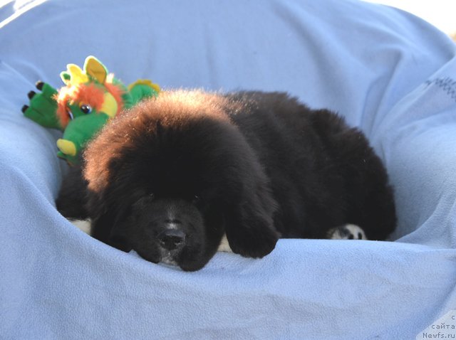 Фотография № 178806