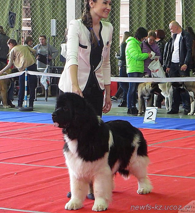 Фото: ньюфаундленд Супер Премиум Жрица Звезд (Super Premium Zhritsa Zvezd)