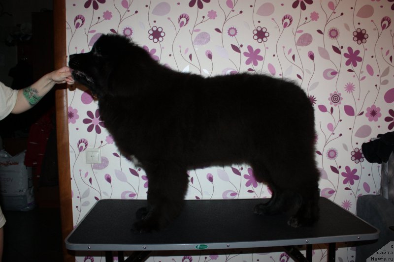 Фото: ньюфаундленд Ньюфорт Аманда Блум (Njufort Amanda Blum)