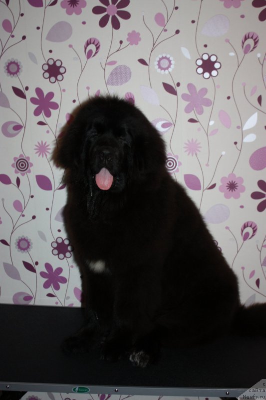 Фото: ньюфаундленд Ньюфорт Аманда Блум (Njufort Amanda Blum)