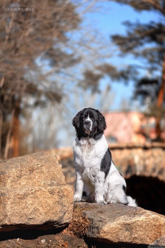 Фото: ньюфаундленд Маг Исполин Оби-Ван Кеноби