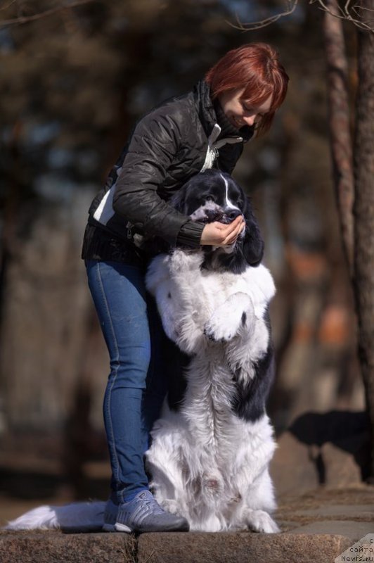 Фото: ньюфаундленд Маг Исполин Оби-Ван Кеноби