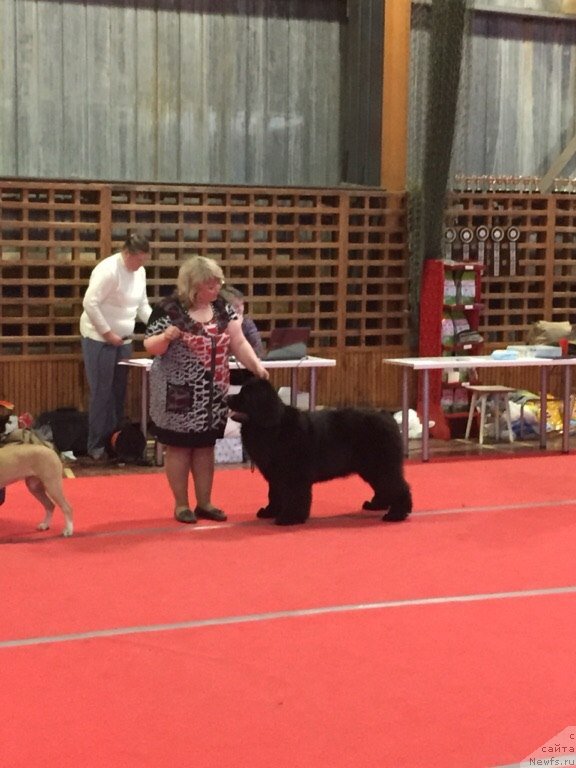 Фото: ньюфаундленд Многоликая Богиня Манифик (Mnogolikaya Boginya Manifik), Елена Вотчал