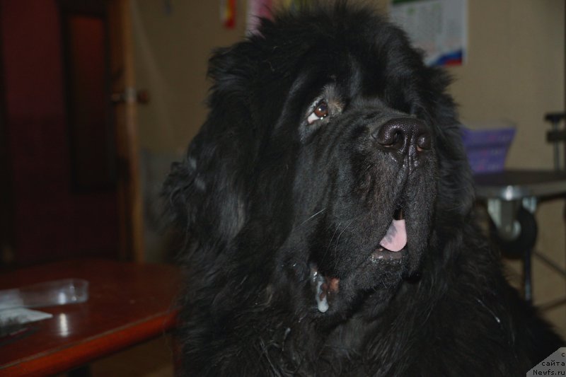 Фото: ньюфаундленд Сент Джонс Жискар Д'Эстен Эдмон (Sent Djons Zhiscar D'Estaing Edmon)