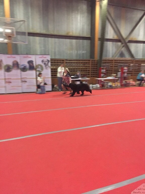 Фото: ньюфаундленд Многоликая Богиня Манифик (Mnogolikaya Boginya Manifik)