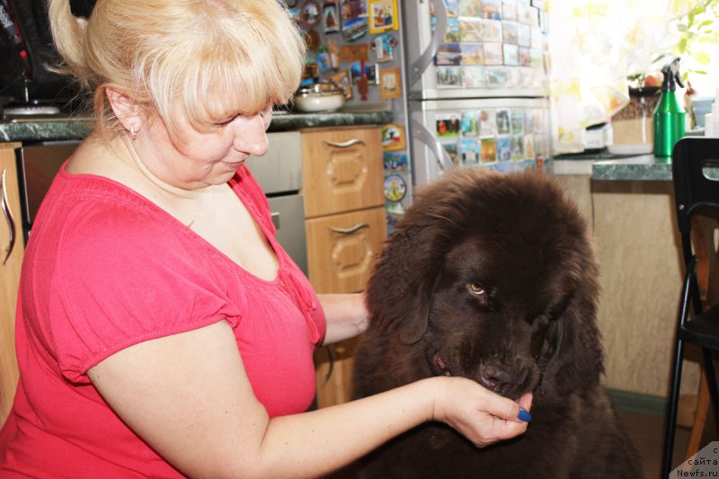 Фото: ньюфаундленд Нэш Соллар Винд, Елена Кузина