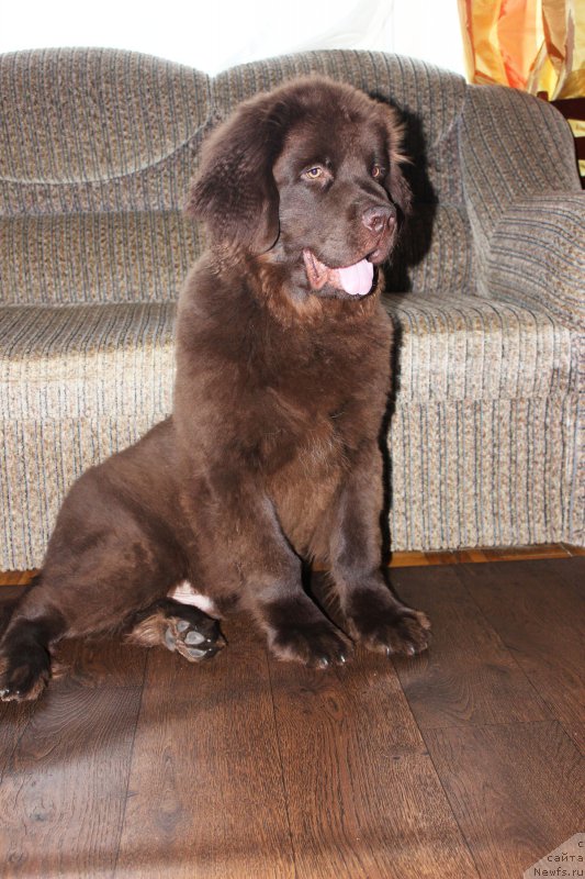 Фото: ньюфаундленд Нэш Соллар Винд