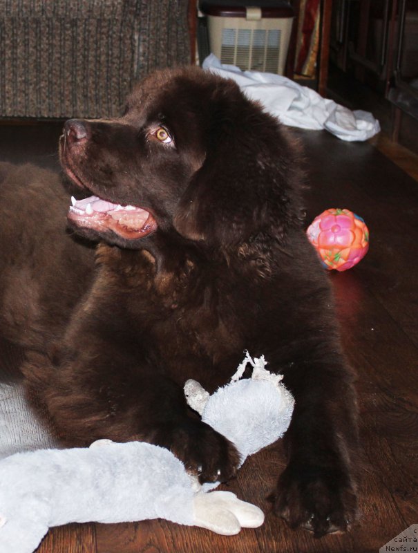 Фото: ньюфаундленд Нэш Соллар Винд