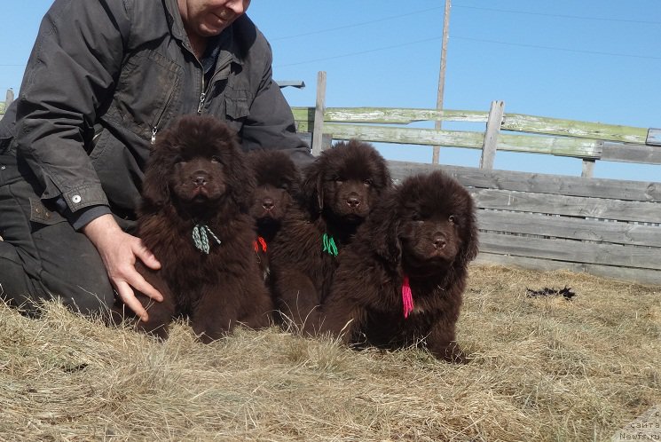 Фото: ньюфаундленд Ньюфорт Вивиан, ньюфаундленд Ньюфорт Весна Любви, ньюфаундленд Ньюфорт Ворожея, ньюфаундленд Ньюфорт Васаби
