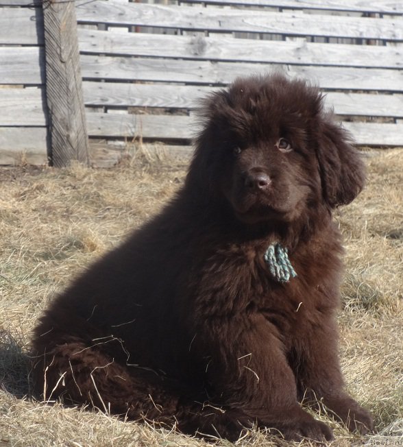 Фото: ньюфаундленд Ньюфорт Вивиан