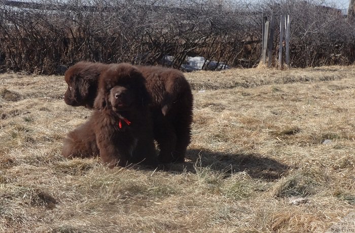 Фото: ньюфаундленд Ньюфорт Васаби