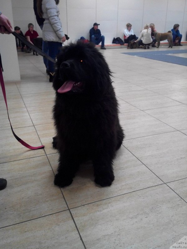 Фото: ньюфаундленд Малиновый Цветок Майолика (Malinoviy Tsvetok Mayolika)