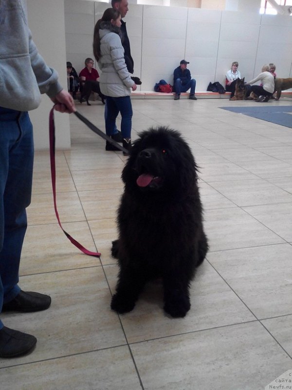 Фото: ньюфаундленд Малиновый Цветок Майолика (Malinoviy Tsvetok Mayolika)