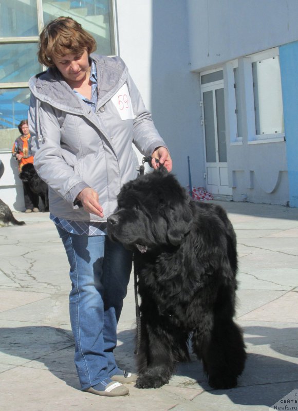 Фото: ньюфаундленд Шон О'Коннори Агент 007 (Shon O'Konnori Agent 007)