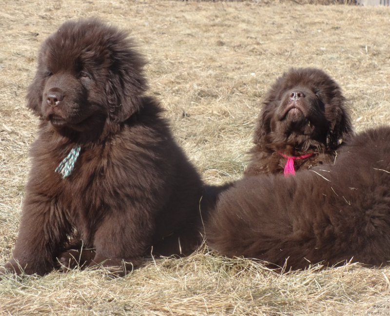 Фото: ньюфаундленд Ньюфорт Вивиан