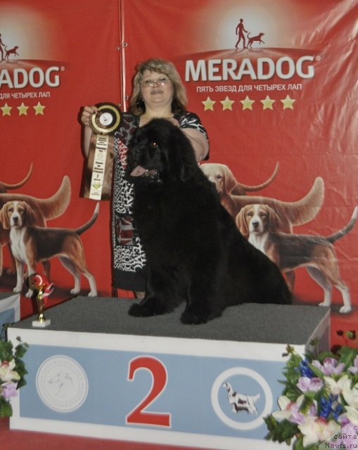 Фото: ньюфаундленд Многоликая Богиня Манифик (Mnogolikaya Boginya Manifik), Елена Вотчал