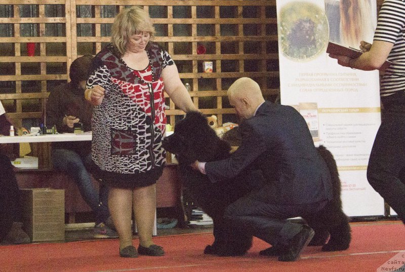 Фото: ньюфаундленд Многоликая Богиня Манифик (Mnogolikaya Boginya Manifik)