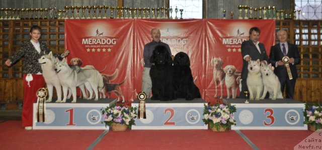 Фото: ньюфаундленд Симбад Покоритель Морей, ньюфаундленд Скарлет О'Хара